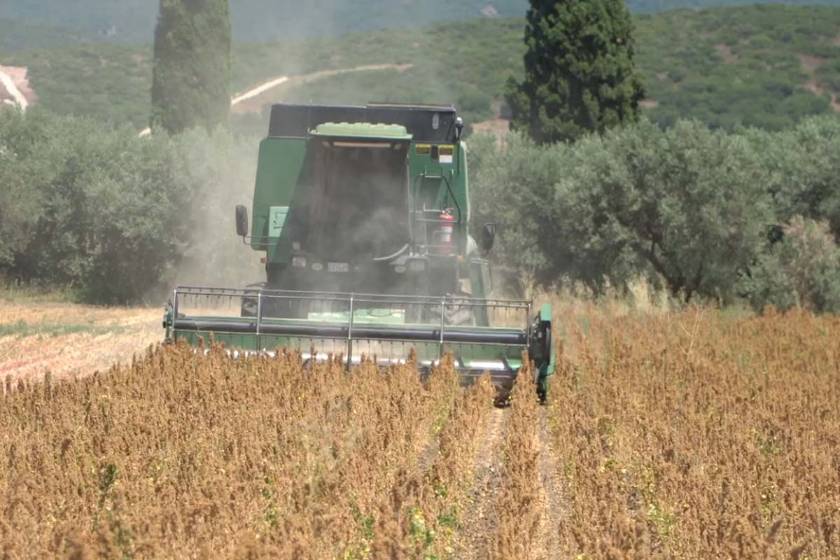 Υψηλές αποδόσεις και προοπτικές για την καλλιέργεια κινόα στη Φθιώτιδα Υψηλές αποδόσεις και προοπτικές για την καλλιέργεια κινόα στη Φθιώτιδα
