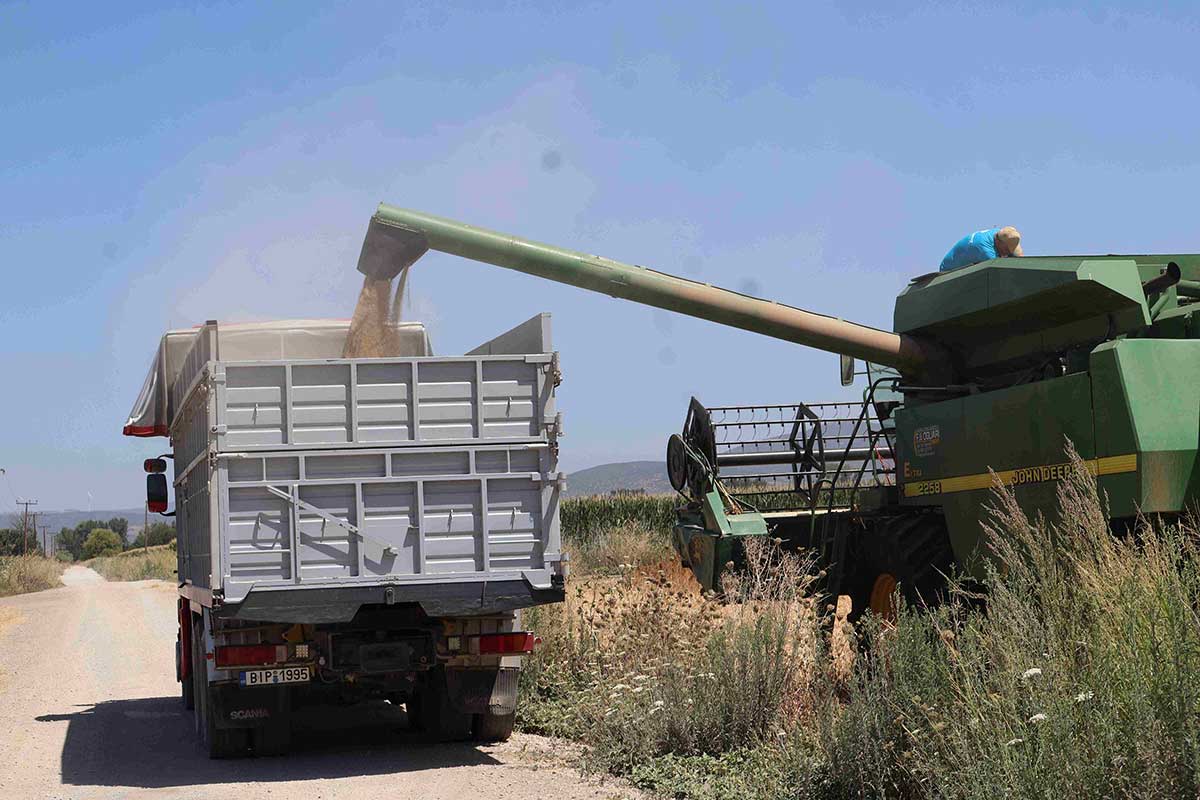 Η κινόα εναλλακτική λύση για το σιτάρι, κερδίζει έδαφος στη Βοιωτία