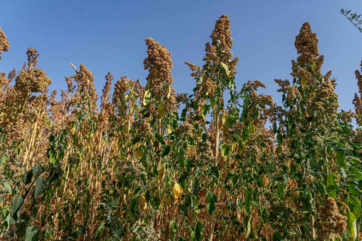 Πετυχημένη η πρώτη χρονιά της κινόα στο Κιλκίς