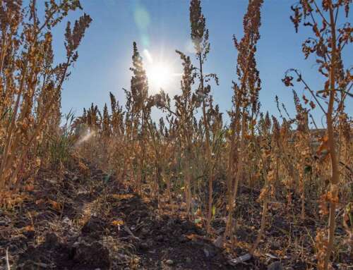 Αντ. Καλτσά: Η κινόα προσφέρει σταθερό και ικανοποιητικό εισόδημα στους παραγωγούς