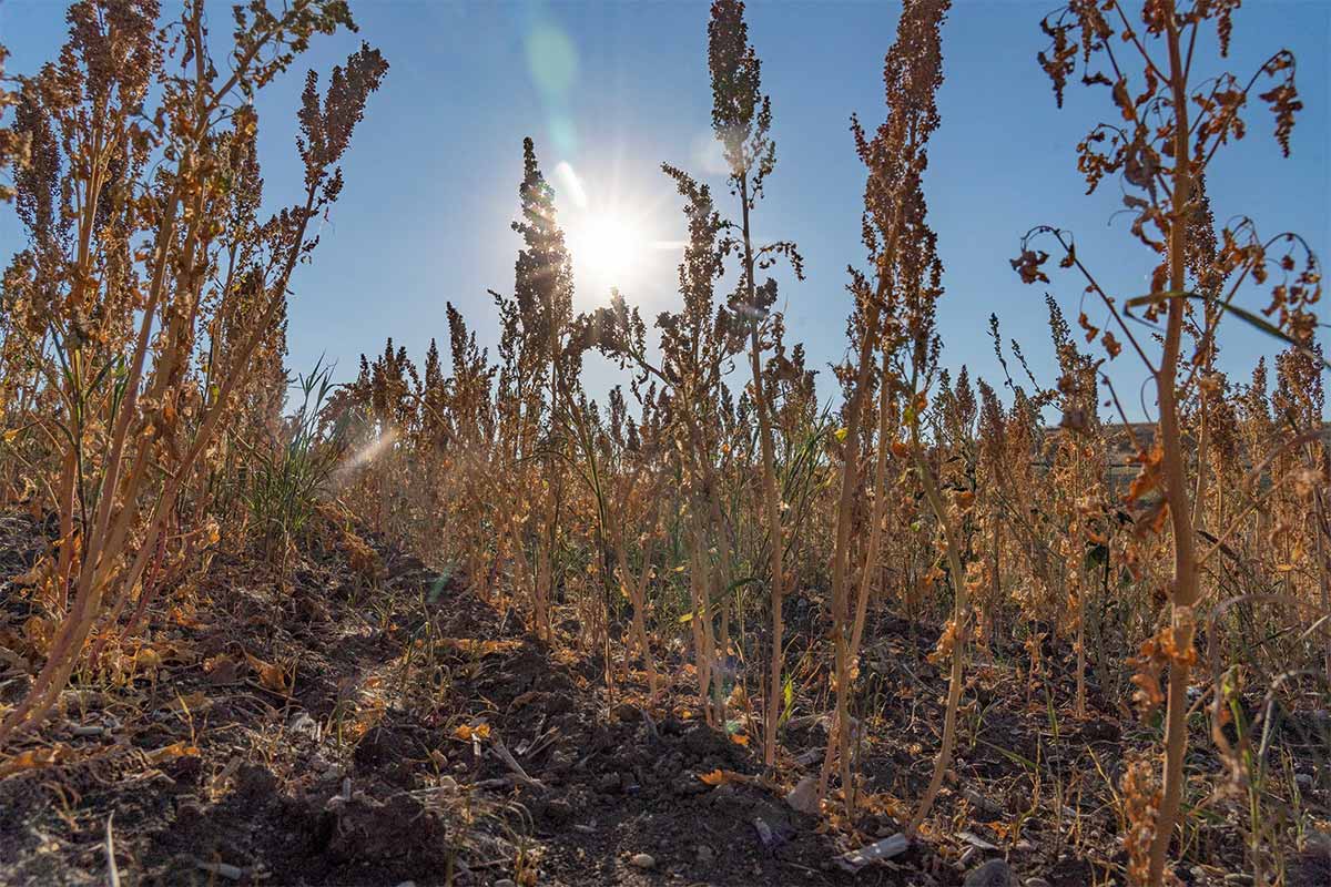 Αντ. Καλτσά: Η κινόα προσφέρει σταθερό και ικανοποιητικό εισόδημα στους παραγωγούς