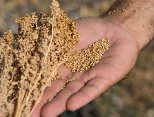 Κινόα – Μια ελπιδοφόρα καλλιέργεια για τη βιολογική γεωργία