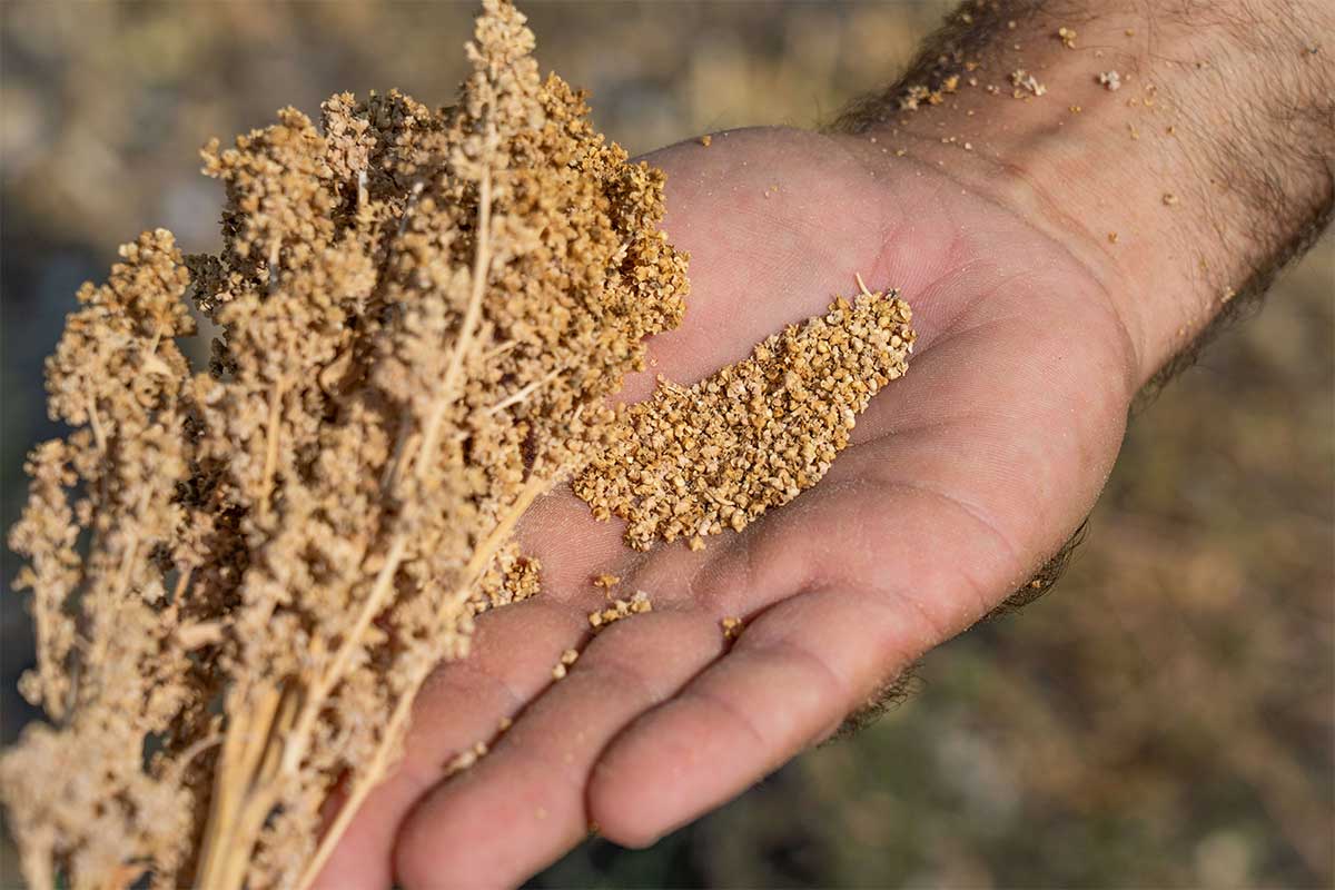 ΚΙΝΟΑ-Μια ελπιδοφόρα καλλιέργεια για τη βιολογική γεωργία