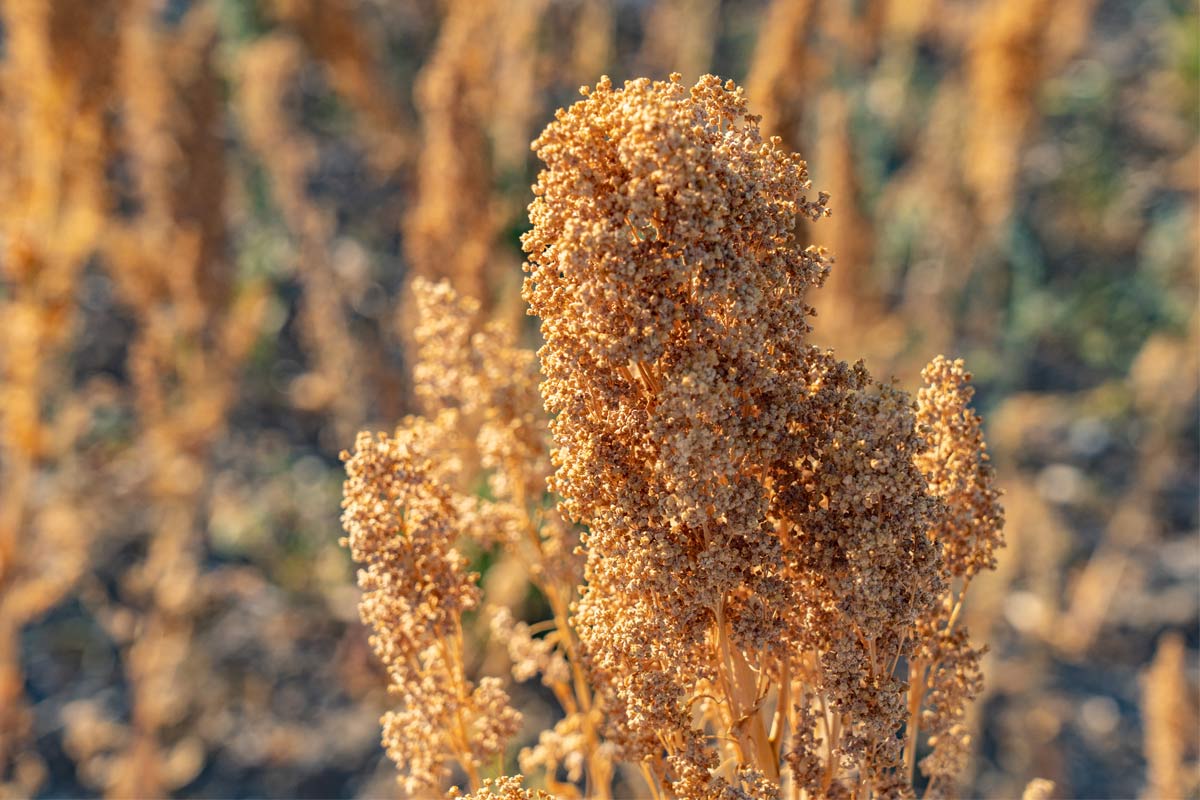 Σε τροχιά ανάπτυξης η κινόα στην Ελλάδα