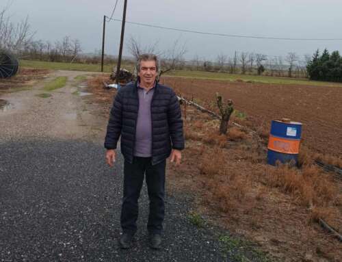 Κινόα: Από εναλλακτική σε κύρια καλλιέργεια