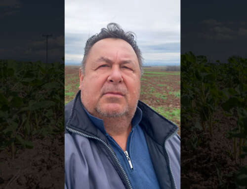 Διπλασιασμός στρεμμάτων κινόα στα Κουφάλια Θεσσαλονίκης