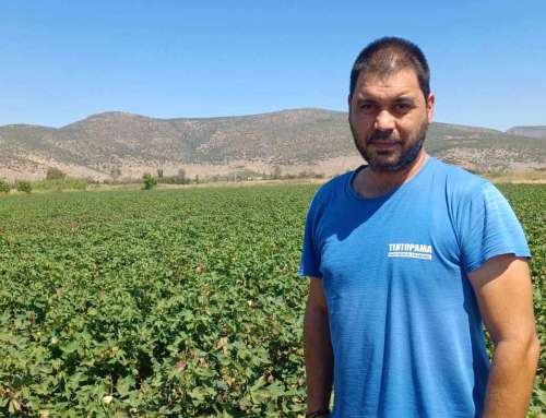Νέα καλλιεργητική επιλογή με προοπτικές για τους αγρότες της Βοιωτίας
