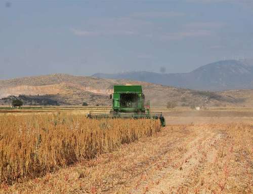 Κινόα: Μια εναλλακτική καλλιέργεια με αυξανόμενο ενδιαφέρον από τους παραγωγούς