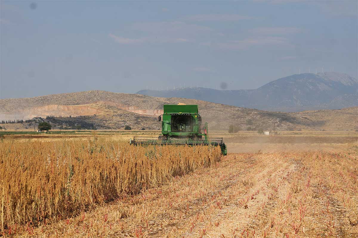 Κινόα: Μια εναλλακτική καλλιέργεια με αυξανόμενο ενδιαφέρον από τους παραγωγούς