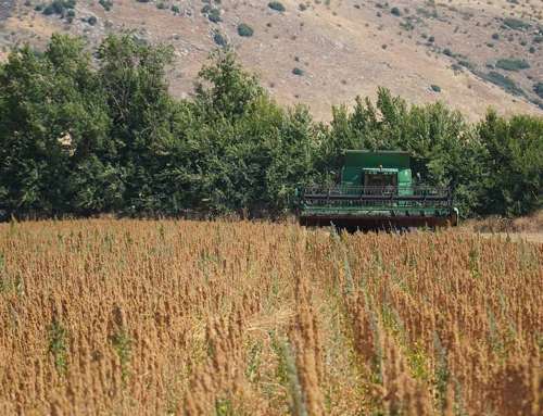 Κινόα: Οι μειωμένες εισροές, η συμβολαιακή γεωργία και οι προοπτικές της καλλιέργειας ενισχύουν το ενδιαφέρον